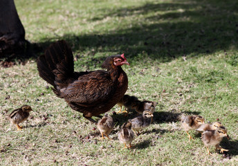 Hurricane Iniki Chickens