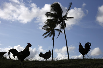 Hurricane Iniki Chickens