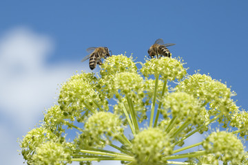 Engelwurz; Angelica; Archangelica; Bienen