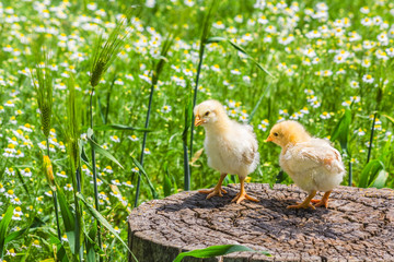 Two chicken on a stump