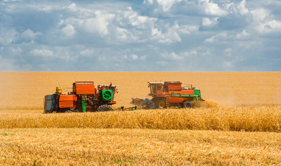 Harvesting wheat harvesters on the background field and blue sky