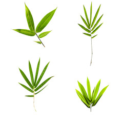 collection of bamboo leaves isolated on white background