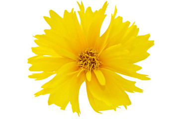 Yellow wild flower isolated on white background