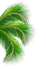 leaves of palm tree isolated on white background