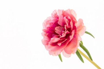 Pink flower, Common Purslane, portulaca flowers, Verdolaga, Pigw