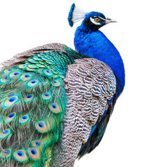 Fototapeta premium Beautiful Peacock Isolated On White Background