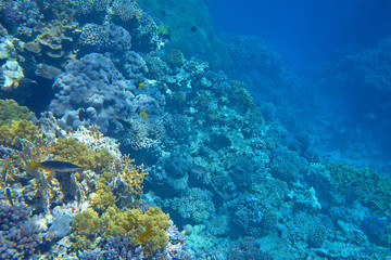 Obraz premium coral reef