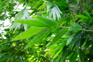 Bamboo leaves