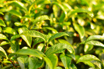 Obraz premium Tea Plantations