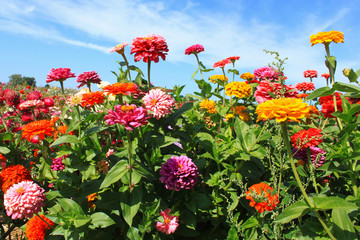 Blumen