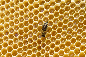 bees on honeycells