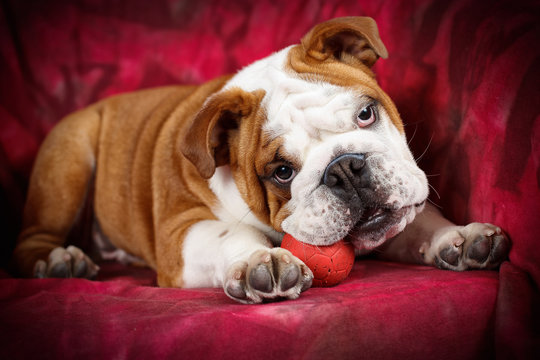 Cucciolo di razza Bulldog inglese gioca con pallina rossa