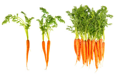 fresh carrots with green leaves isolated on white