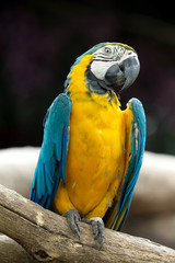parrot bird