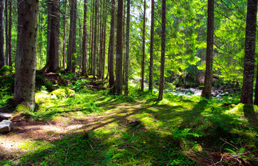green forest