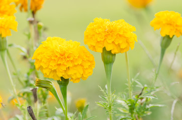 Marigolds or Tagetes erecta flower