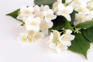 Beautiful jasmine flowers isolated on white