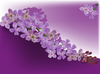 Obraz na płótnie Canvas lilac flower curl decoration