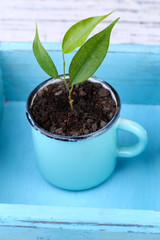Young plant in mug in box on color wooden background