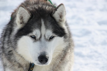 Husky in Iceland