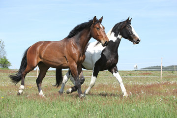 Two amazing horses running on spring pasturage