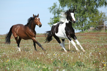 Obraz na płótnie Canvas Two amazing horses running on spring pasturage