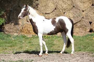 Obraz premium Nice spotted pony