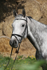 Obraz premium Portrait of beautiful grey horse with bridle
