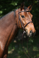 Potrait of beautiful horse with bridle
