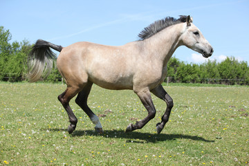 Obraz na płótnie Canvas Nice grey horse running on pasturage