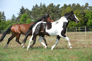 Two amazing horses running on spring pasturage