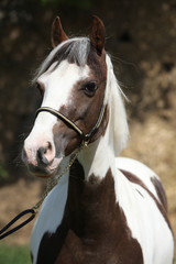 Portrait of beautiful skewbald pony