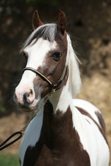 Obraz premium Portrait of beautiful skewbald pony
