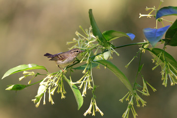 Hume's Leaf Warbler (Phylloscopus humei) in  Yunnan , China