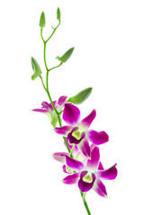 Fototapeta premium Orchind isolated white background