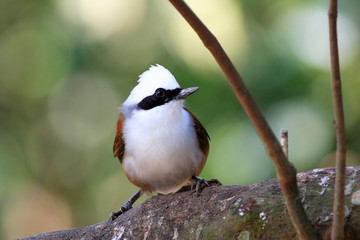 White-crested Laughingthrush (Garrulax leucolophus) in Yunnan , 