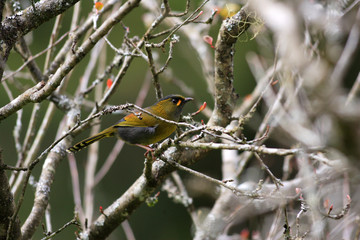 Steere's Liocichla (Liocichla steerii) in Taiwan