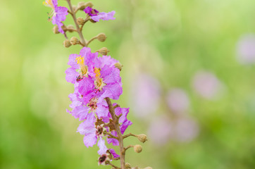 Pink flower