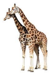 giraffes isolated on white background