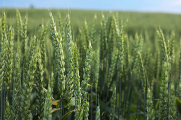 Green wheat