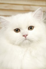 귀여운 애완동물