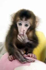 귀여운 애완동물