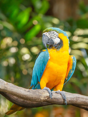 Blue and Yellow Macaw Bird