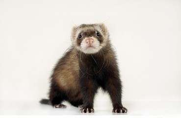 귀여운 애완동물