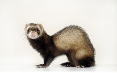 귀여운 애완동물