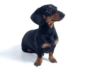 귀여운 애완동물