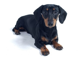 귀여운 애완동물