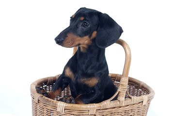 귀여운 애완동물