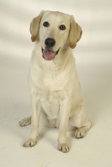 귀여운 애완동물