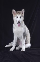 귀여운 애완동물